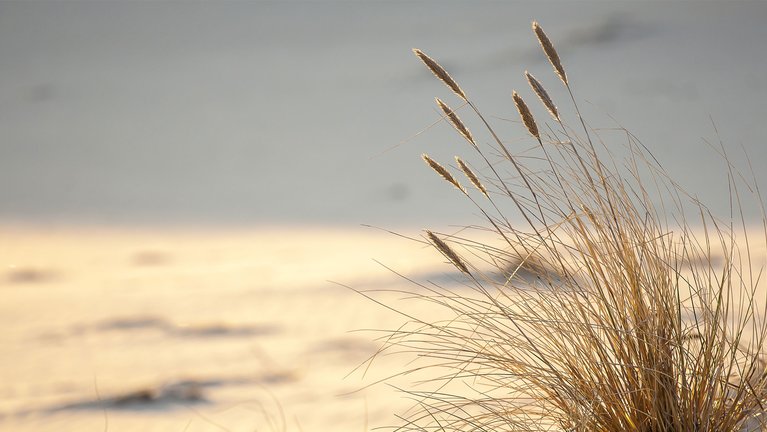 gras at the beach