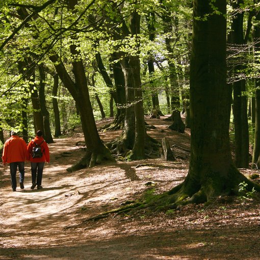 walking in the woods